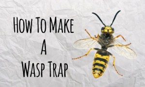 prepare a wasp trap