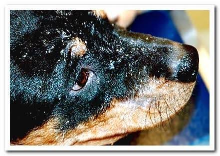 how to cure seborrheic dermatitis in dogs
